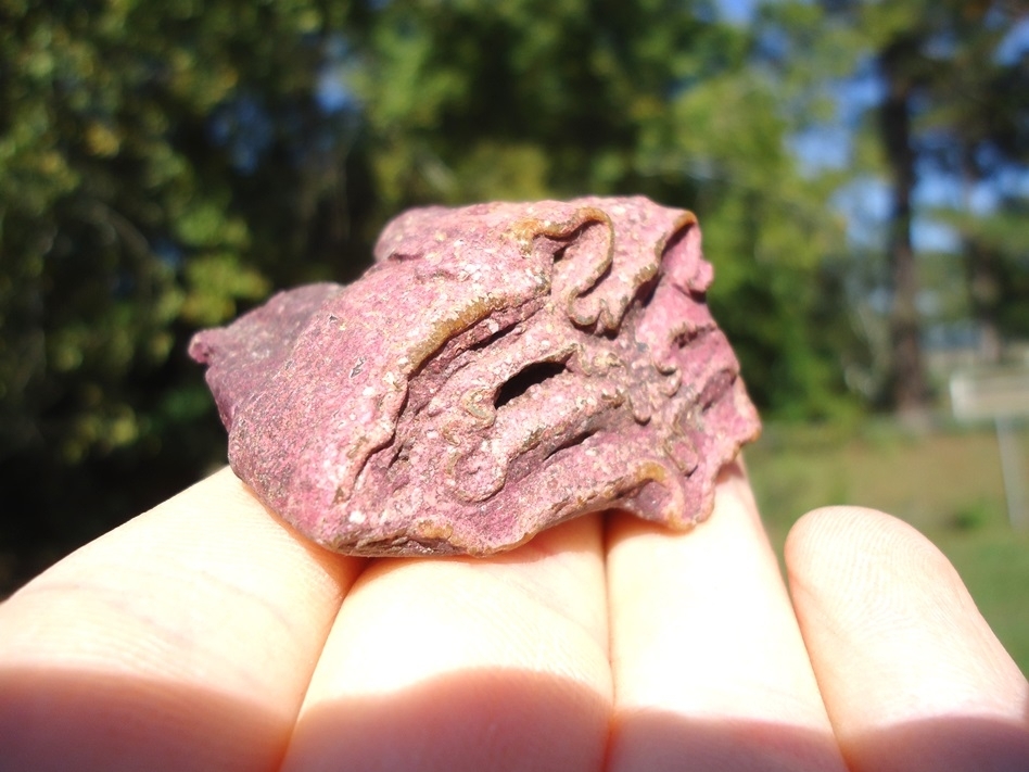 Large image 3 Unique Pink Algae Stained Horse Tooth