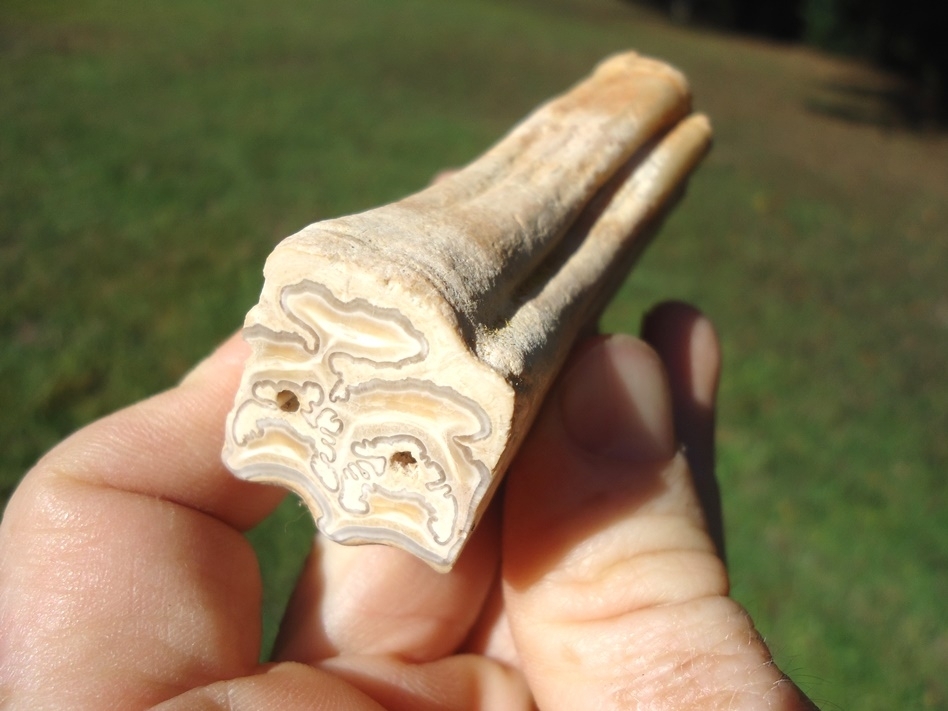 Large image 3 Cut and Polished Rainbow River Horse Tooth