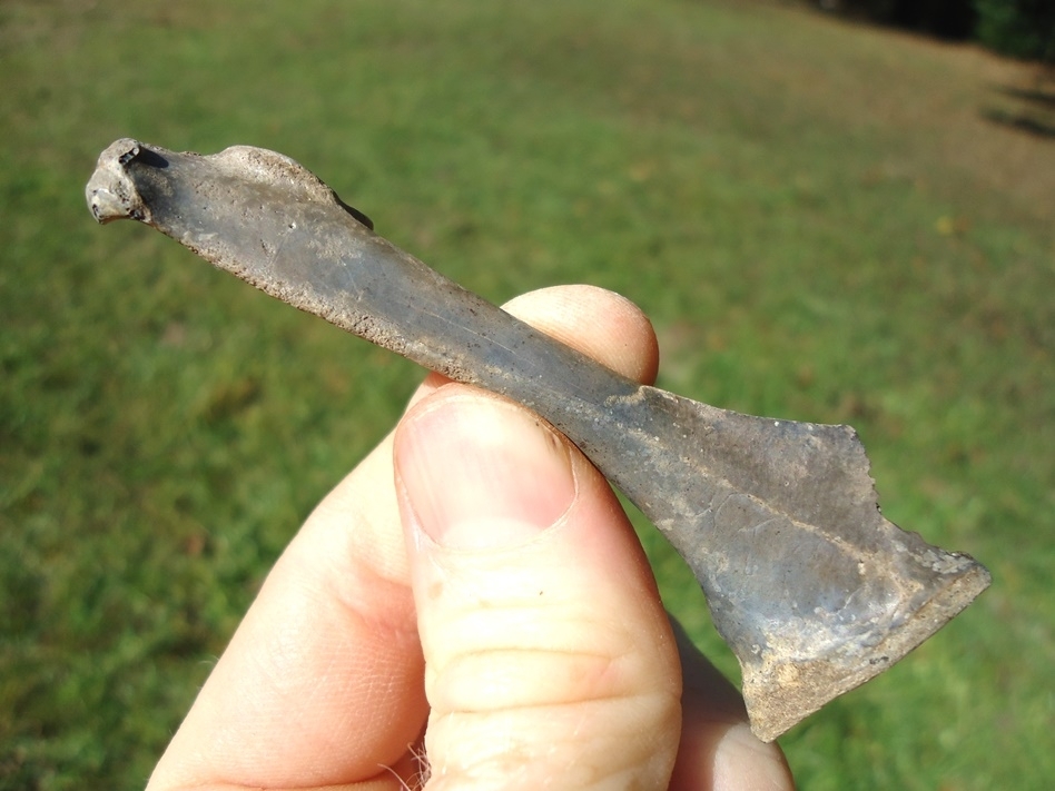 Large image 1 Exceptional Great Blue Heron Coracoid