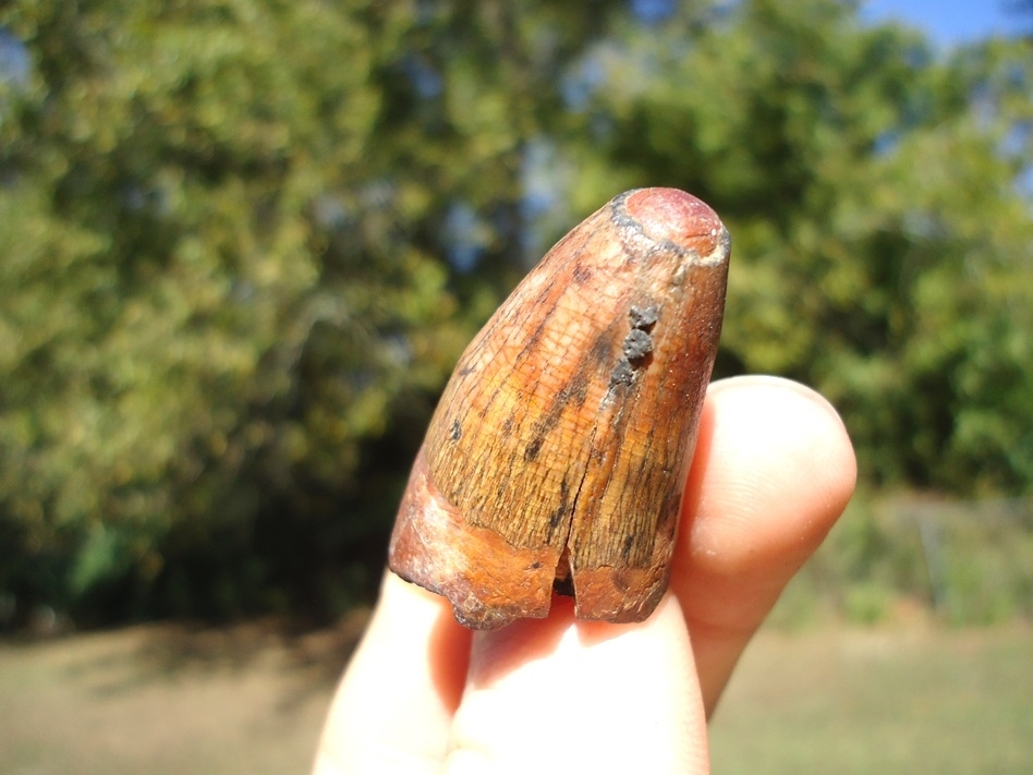 Large image 3 One-of-a-Kind Fiery Yellow Alligator Tooth