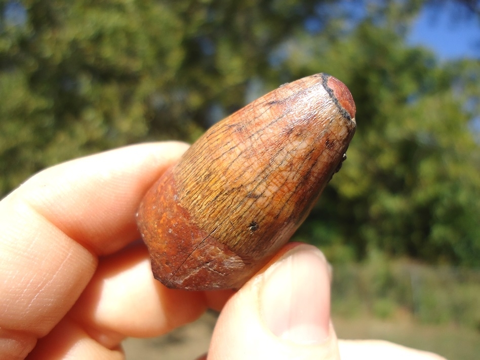 Large image 4 One-of-a-Kind Fiery Yellow Alligator Tooth