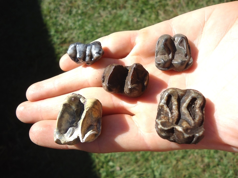 Large image 3 Five Choice Quality Tapir Teeth