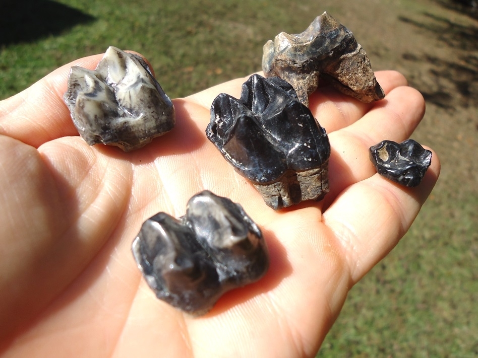 Large image 1 Five Choice Quality Tapir Teeth