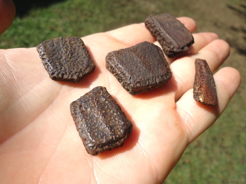 Large image 1 Five Rare Lesser Giant Armadillo Scutes