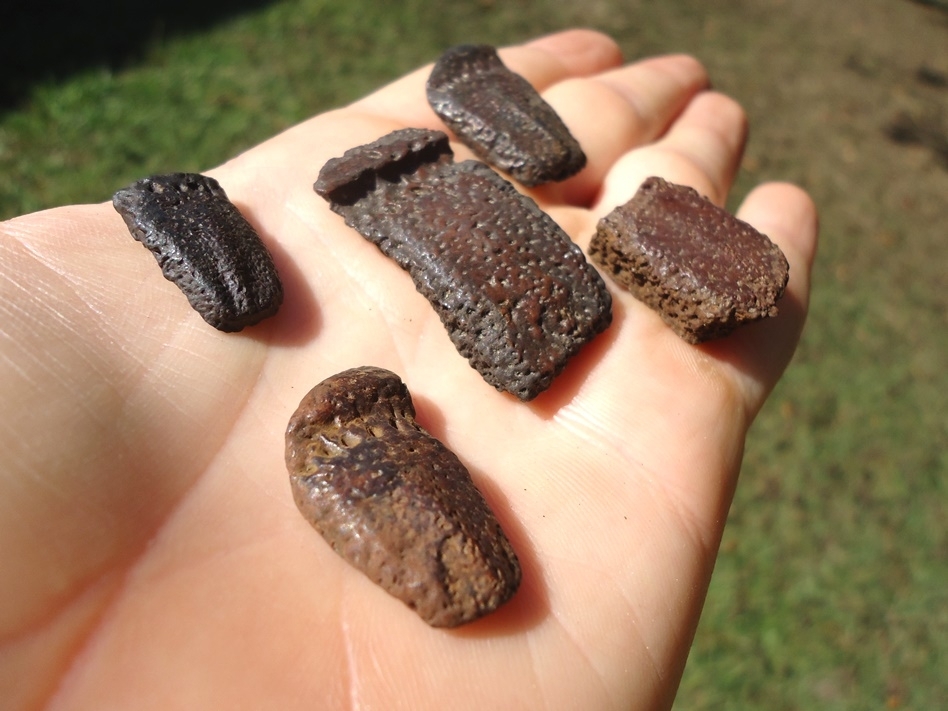 Large image 1 Five Rare Lesser Giant Armadillo Scutes