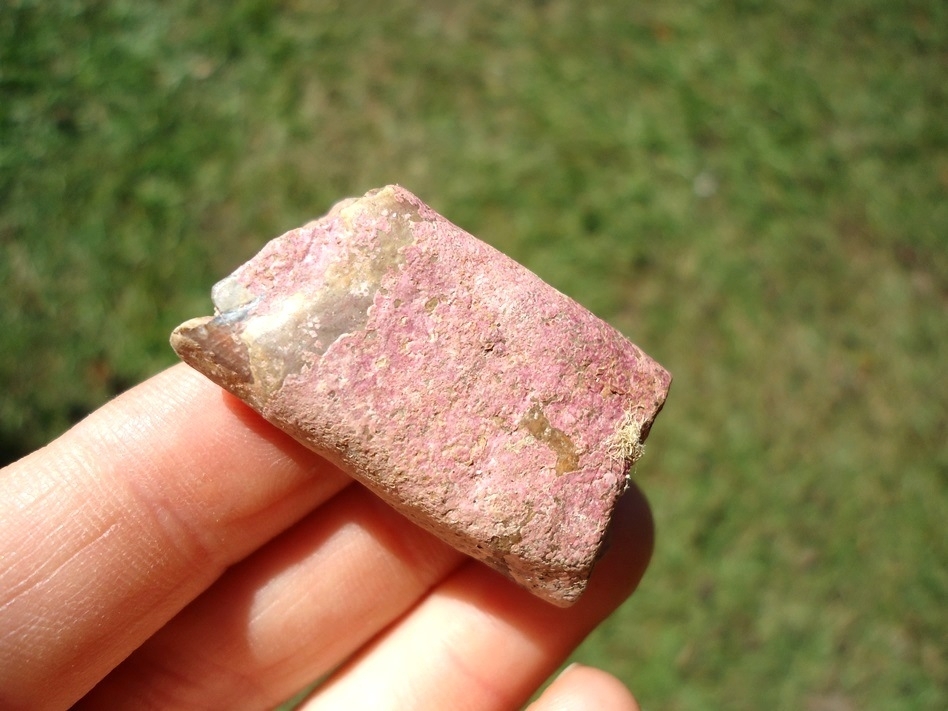 Large image 2 Unique Pink Algae Sloth Tooth