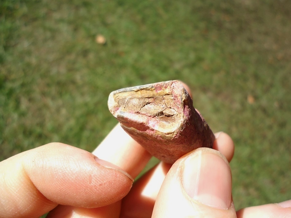 Large image 3 Unique Pink Algae Sloth Tooth