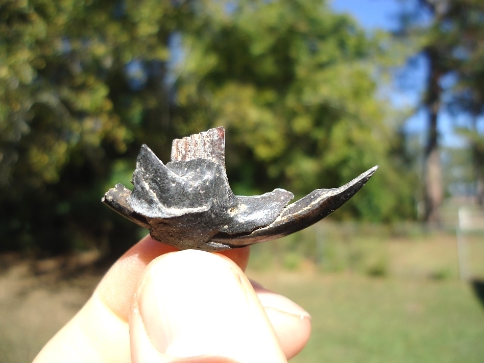 Large image 1 Nice Muskrat Mandible