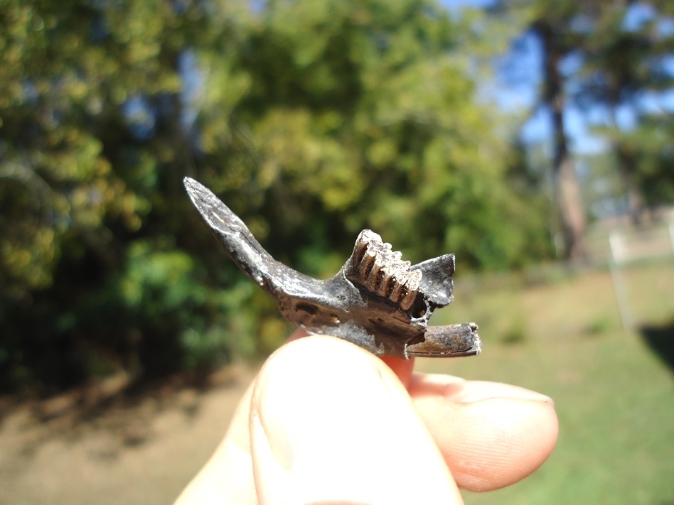 Large image 2 Nice Muskrat Mandible