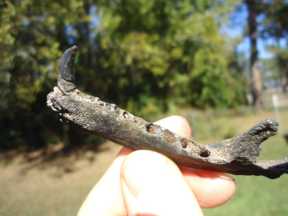 Large image 2 Raccoon Mandible with Canine Intact