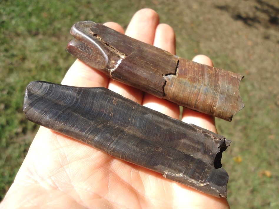 Large image 1 Associated Pair of Paramylodon Sloth Canine Teeth