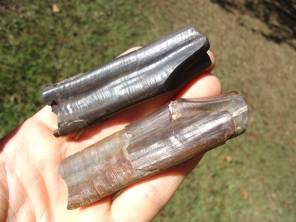 Large image 5 Associated Pair of Paramylodon Sloth Canine Teeth