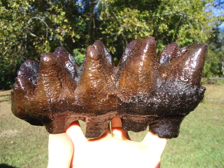 Large image 1 Museum Quality Five Hump Mastodon Tooth