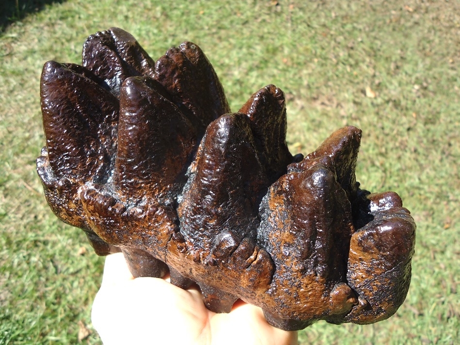 Large image 2 Museum Quality Five Hump Mastodon Tooth