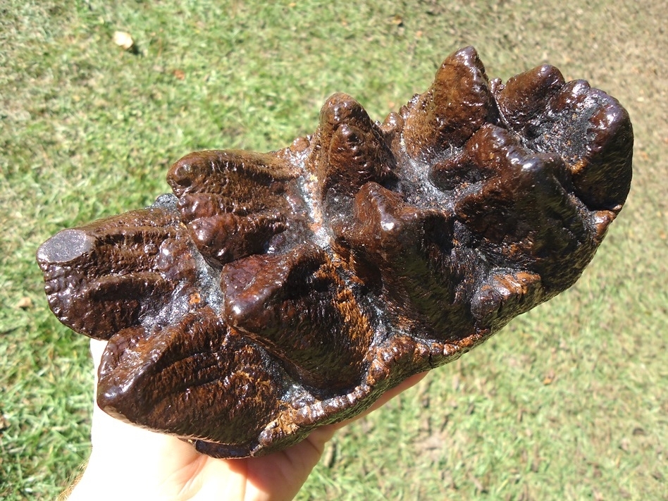 Large image 3 Museum Quality Five Hump Mastodon Tooth