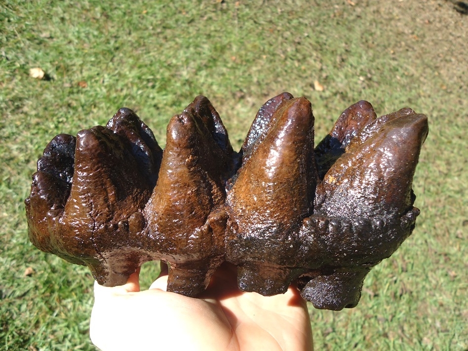 Large image 4 Museum Quality Five Hump Mastodon Tooth