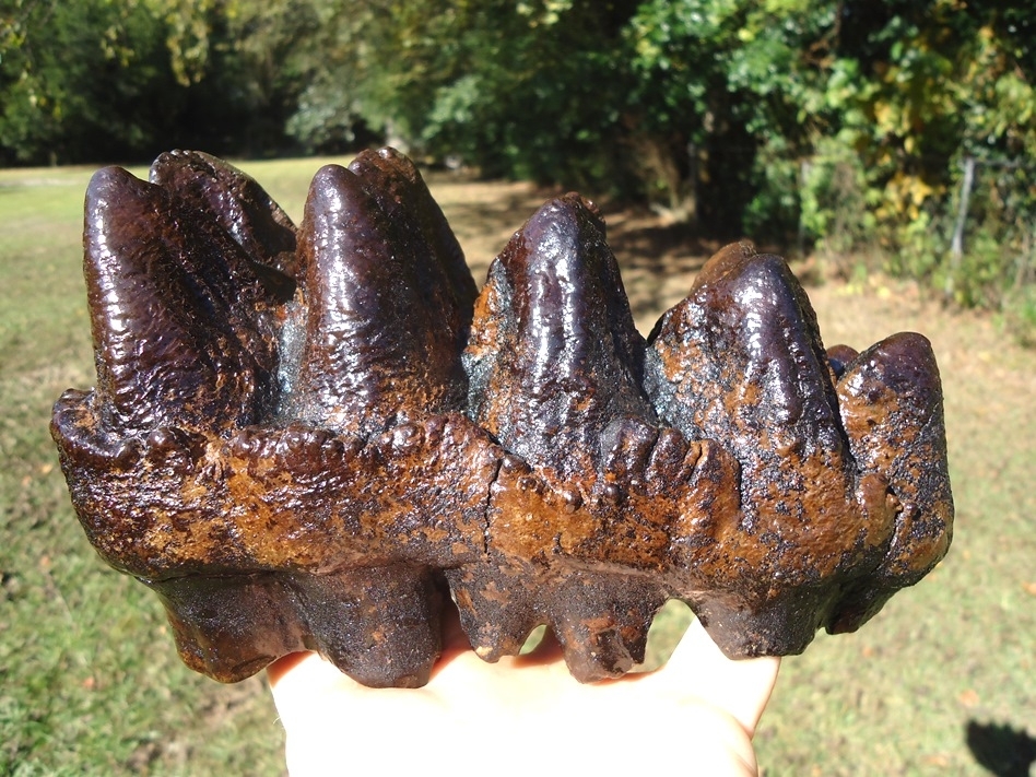 Large image 9 Museum Quality Five Hump Mastodon Tooth