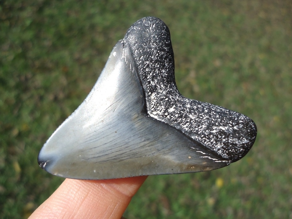 Large image 3 Bargain Price Megalodon Shark Tooth