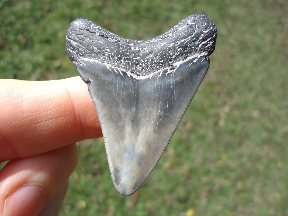 Large image 1 Bargain Price Megalodon Shark Tooth