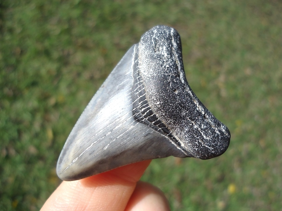 Large image 2 Bargain Price Megalodon Shark Tooth