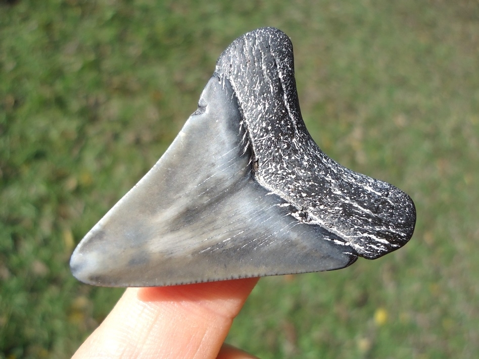 Large image 3 Bargain Price Megalodon Shark Tooth