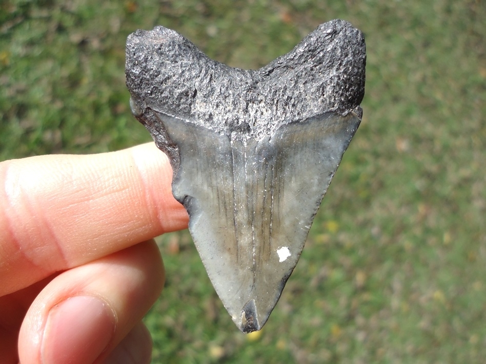 Large image 1 Bargain Price Megalodon Shark Tooth