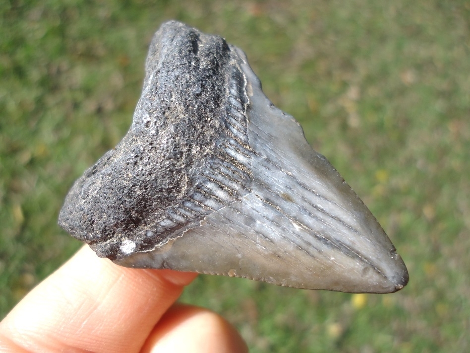 Large image 2 Bargain Price Megalodon Shark Tooth