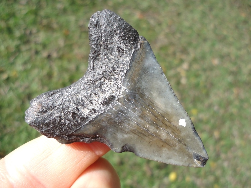 Large image 3 Bargain Price Megalodon Shark Tooth