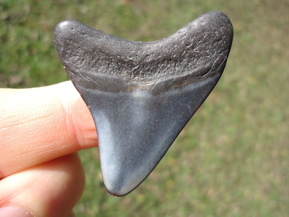 Large image 1 Bargain Megalodon Shark Tooth