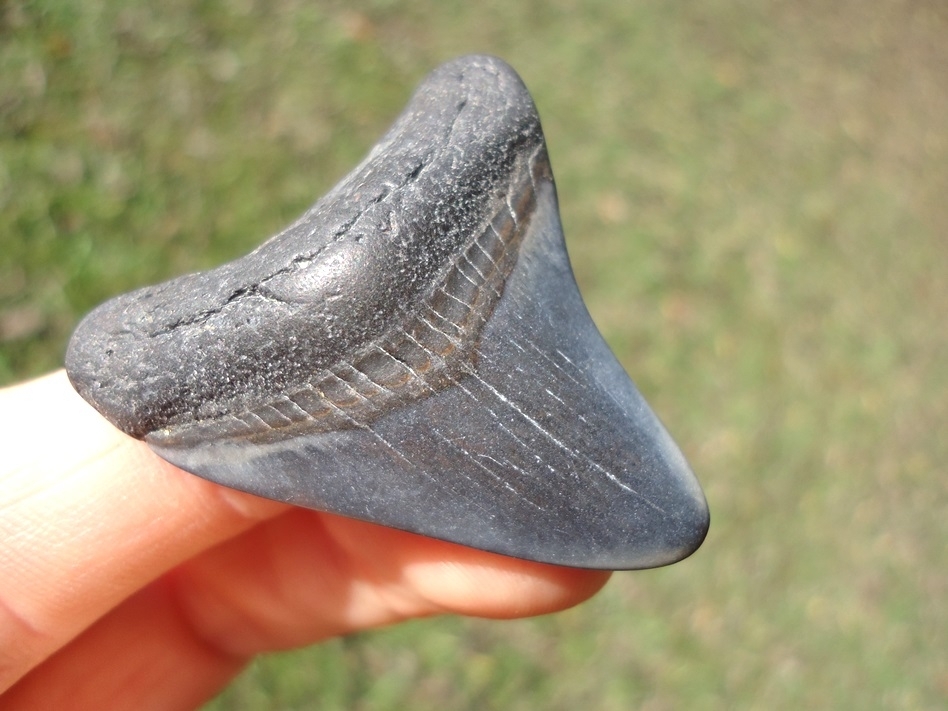 Large image 2 Bargain Megalodon Shark Tooth