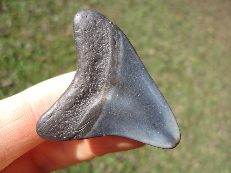 Large image 3 Bargain Megalodon Shark Tooth