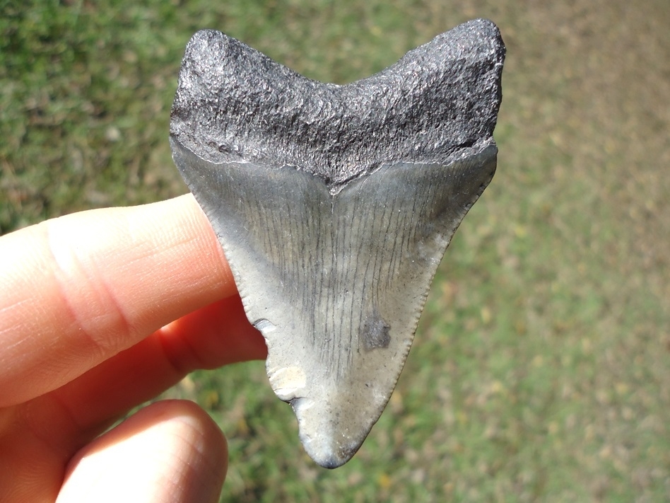 Large image 1 Bargain Price Megalodon Shark Tooth