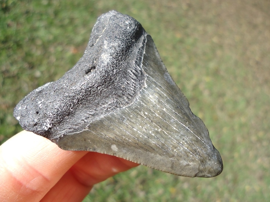 Large image 2 Bargain Price Megalodon Shark Tooth