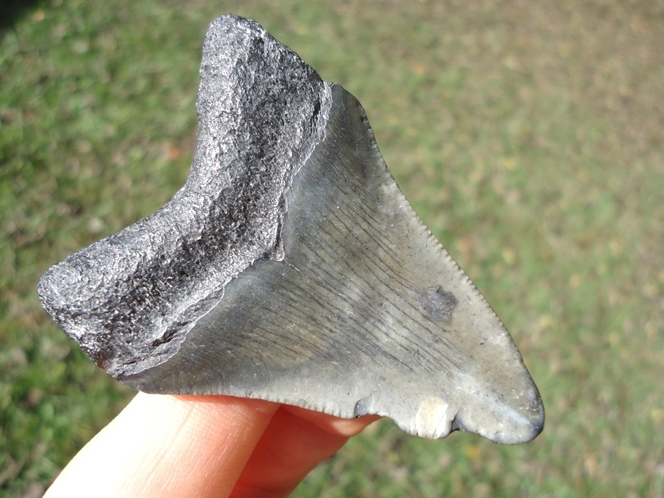 Large image 3 Bargain Price Megalodon Shark Tooth