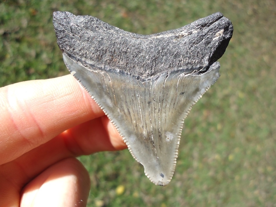 Large image 1 Bargain Price Megalodon Shark Tooth