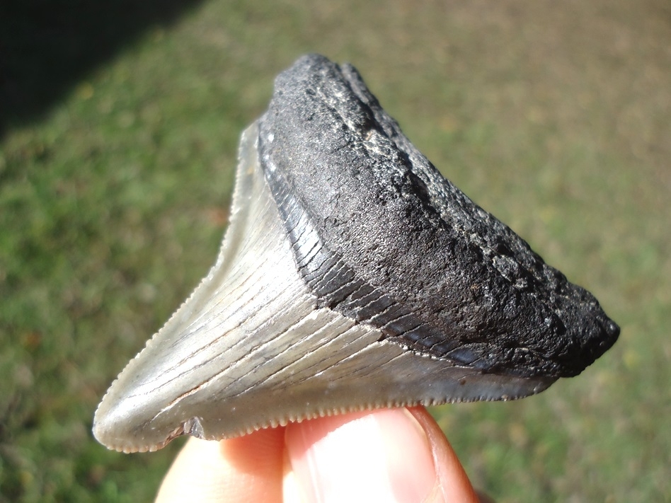 Large image 2 Bargain Price Megalodon Shark Tooth