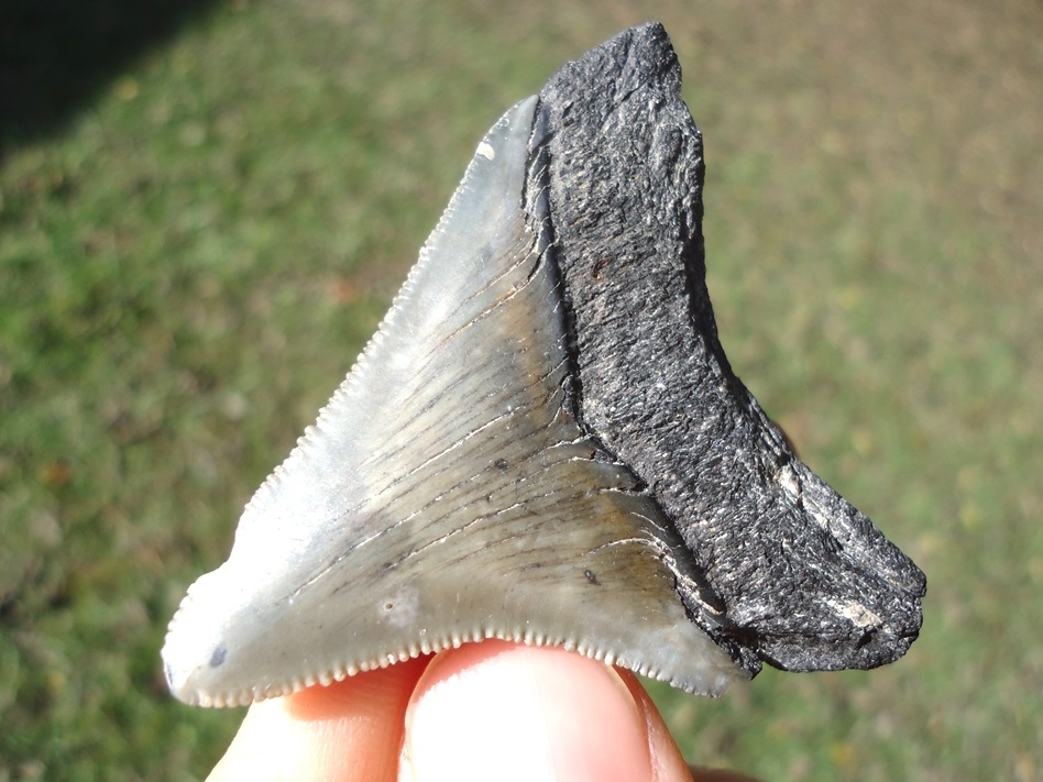 Large image 3 Bargain Price Megalodon Shark Tooth