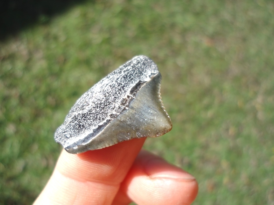 Large image 2 Bargain Price Megalodon Shark Tooth