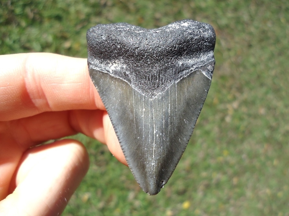 Bargain Price Megalodon Shark Tooth | Recently Sold | FOSSILS