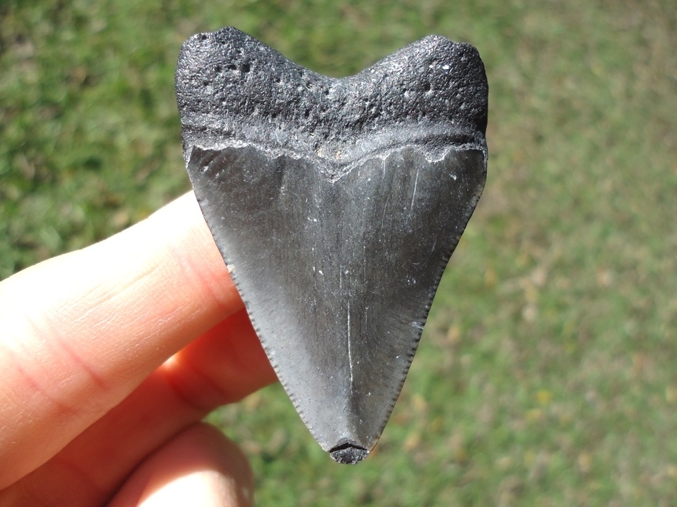 Large image 1 Bargain Price Megalodon Shark Tooth