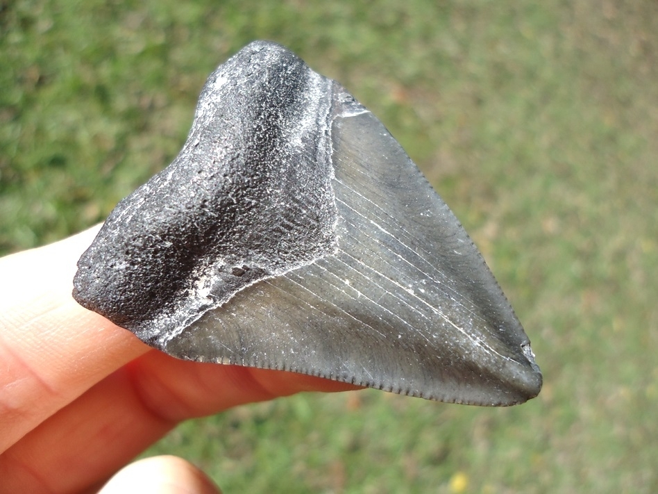 Large image 2 Bargain Price Megalodon Shark Tooth