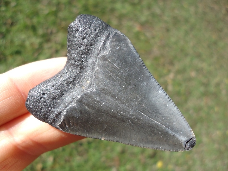 Large image 3 Bargain Price Megalodon Shark Tooth