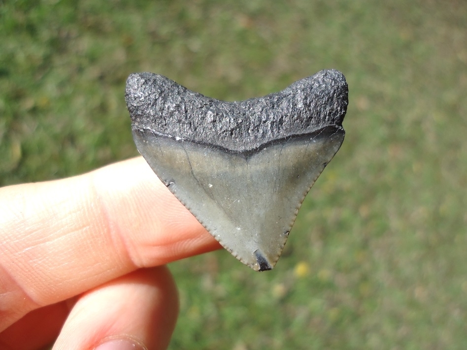 Large image 1 Bargain Megalodon Shark Tooth