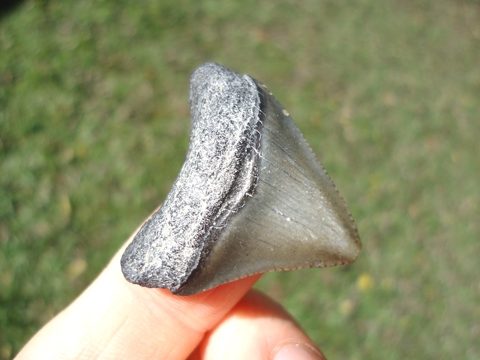 Large image 2 Bargain Megalodon Shark Tooth