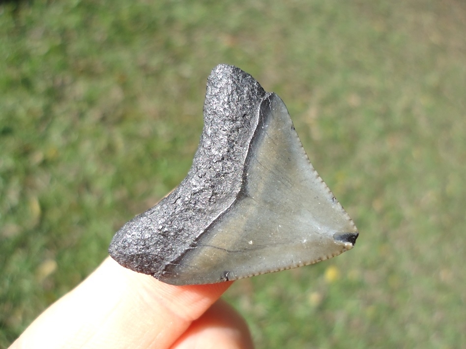 Large image 3 Bargain Megalodon Shark Tooth