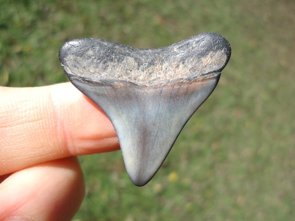 Large image 1 Bargain Megalodon Shark Tooth