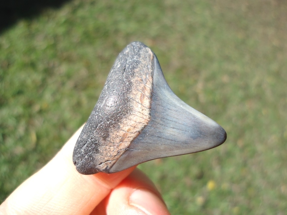 Large image 2 Bargain Megalodon Shark Tooth