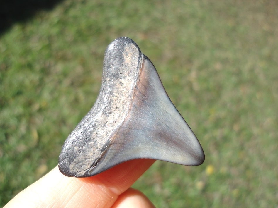 Large image 3 Bargain Megalodon Shark Tooth