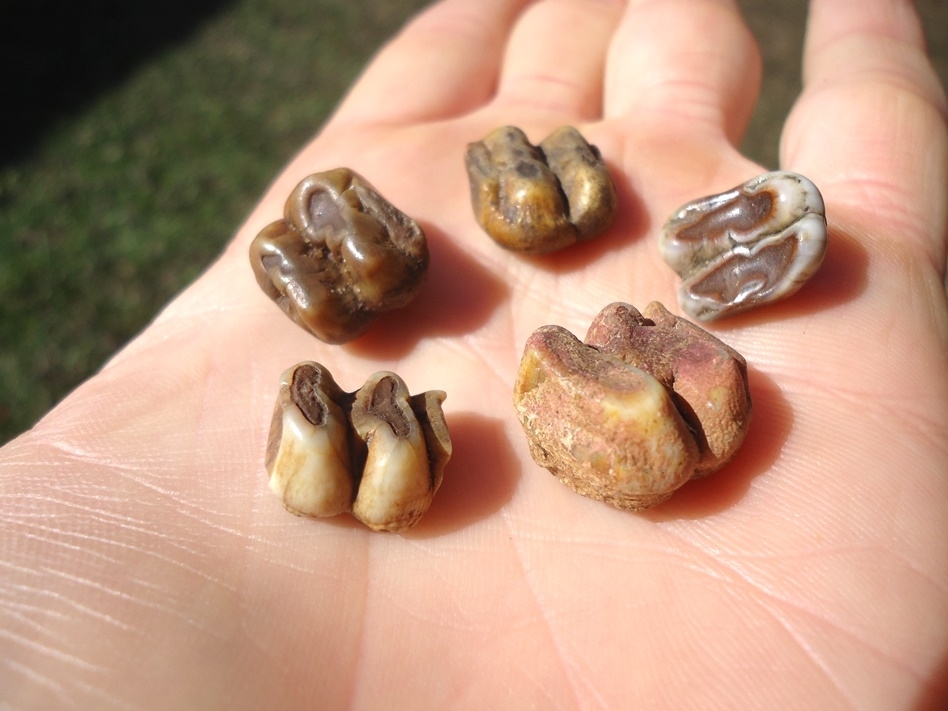 Large image 1 Five Colorful Manatee Teeth