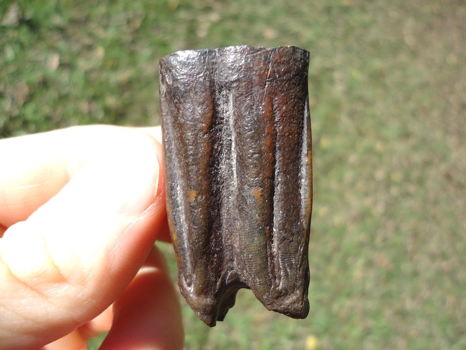Large image 1 Unique Cut and Polished Horse Tooth